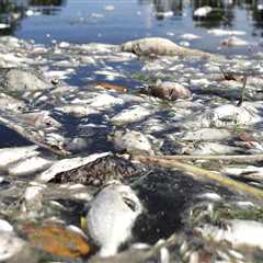 The Environmental Impact of Local Businesses in Orlando, Florida: A Comprehensive Analysis