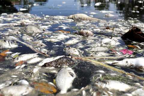 The Environmental Impact of Local Businesses in Orlando, Florida: A Comprehensive Analysis